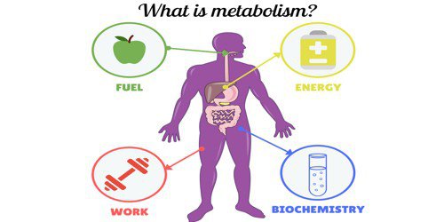 Blogs - What is Metabolism